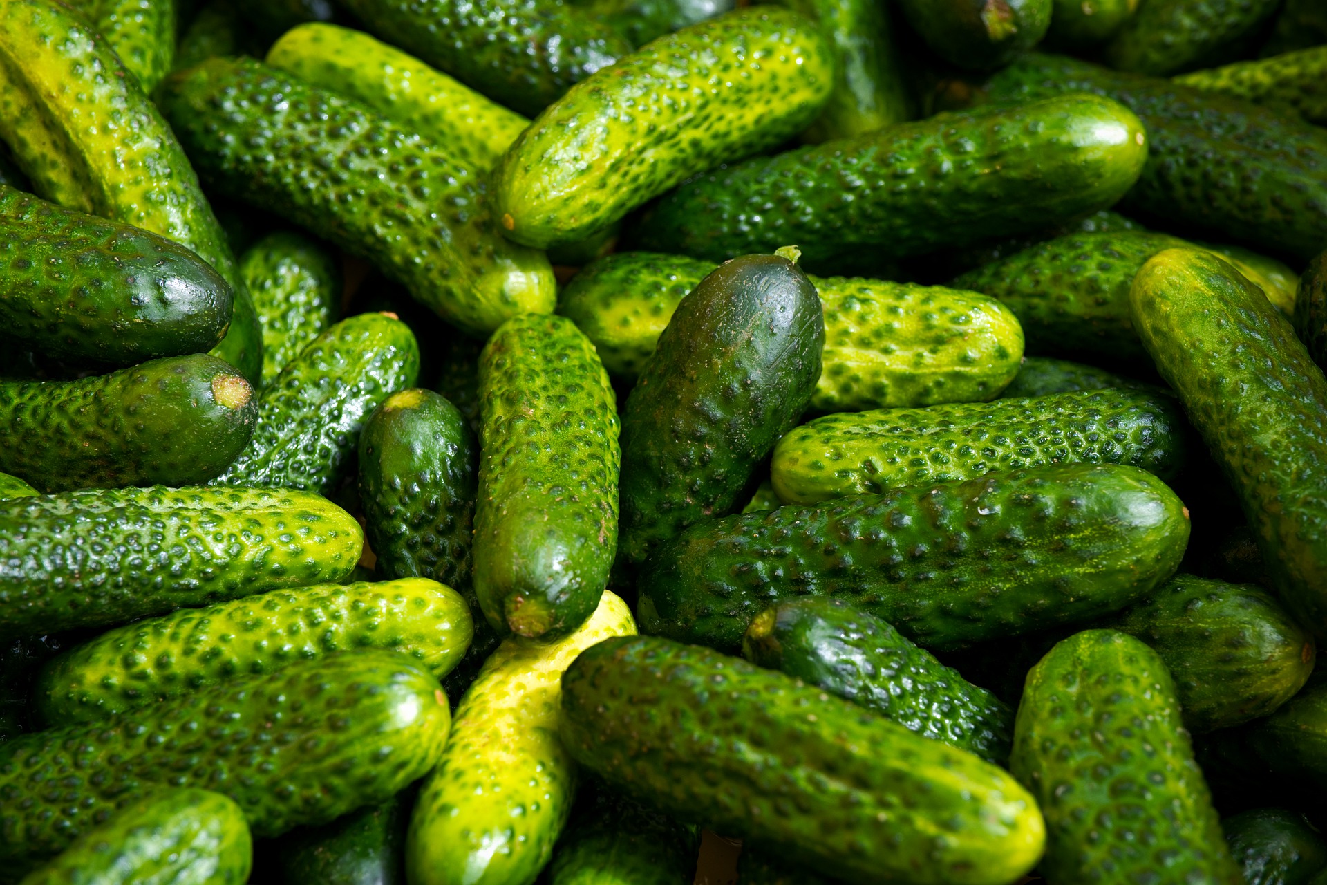 Cornichons/pickles - Des Chenaux récolte